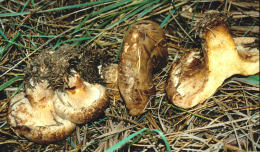 Paxillus involutus