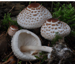 Lepiota cristata3