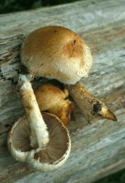 Pholiota destruens