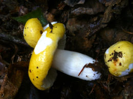 Russula claroflava F