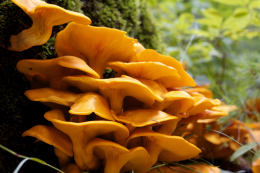 Gymnopilus ventricosus