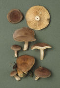 Lactarius mammosus Mushroom