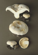 Lactarius vellereus Mushroom