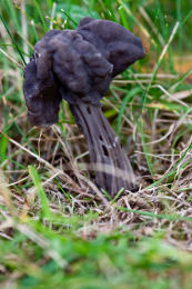 Helvella lacunosa 5