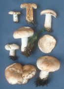 Russula compacta2 Mushroom