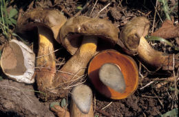 Boletus luridus2