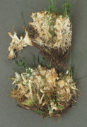 Sebacina incrustans Mushroom