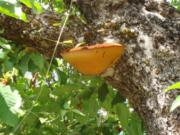 Fomes fomentarius 7