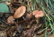 Lactarius quietus F Mushroom
