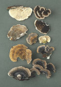 Coriolus versicolor2 Mushroom