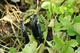 Xylaria polymorpha  David Tuckett