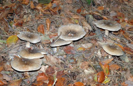 Clitocybe nebularis2