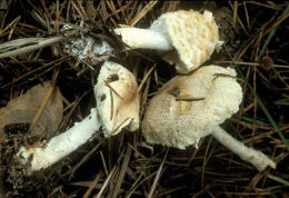 Lepiota clypeolaria2