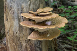 Polyporus squamosus 8