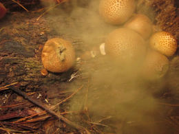 Lycoperdon pyriforme2