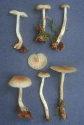 Clitocybe fragrans Mushroom