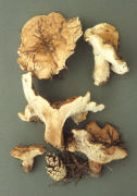 Bankera fuligineo alba Mushroom