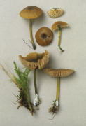 Entoloma incanum LEPTONIA INCANA Mushroom