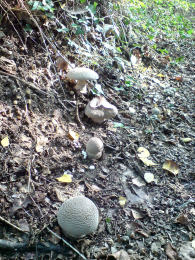 Amanita rubescens 6