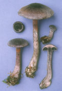 Cortinarius violaceus Mushroom