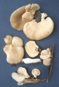 Pleurotus ostreatus Mushroom