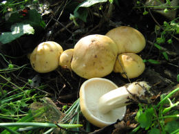 Calocybe gambosa WAS Tricholoma gambosum