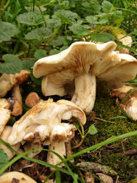 Calocybe gambosa WAS Tricholoma gambosum