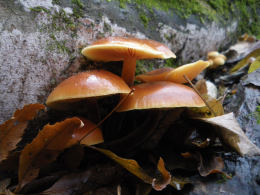 Flammulina velutipes Lynn Pepper 3