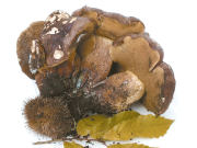 Boletus fragrans GK Mushroom