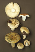 Russula heterophylla var chlora Mushroom