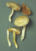 Cortinarius causticus Mushroom