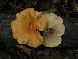 Polyporus alveolaris2