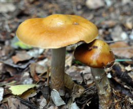 Cortinarius trivialis 3