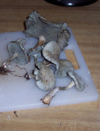 Clitocybe odora3