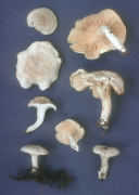 Clitopilus prunulus Mushroom