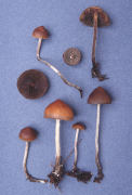 Psilocybe atrobrunnea Mushroom