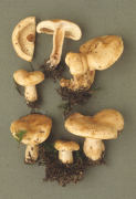 Lactarius pallidus Mushroom