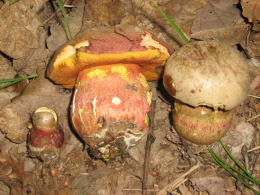 Boletus legaliae