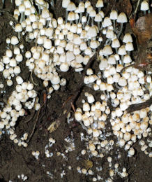 Coprinus disseminatus2