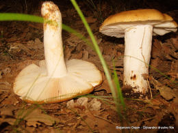 Russula foetensF