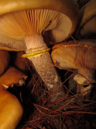 Armillaria mellea 001