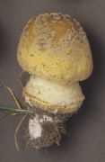 Amanita franchetii 6 Mushroom