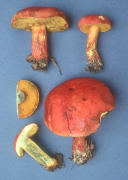 Boletus miniato pallescens Mushroom