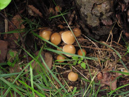 Psathyrella candolleana5