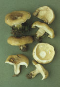 Lactarius fluens Mushroom