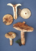 Russula fragrantissima Mushroom