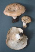 Lactarius zonarius 2 Mushroom