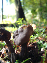 Helvella lacunosa 5