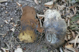 Pisolithus tinctorius