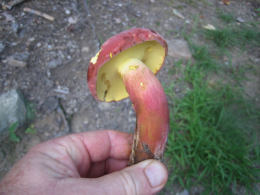 Boletus bicolor2